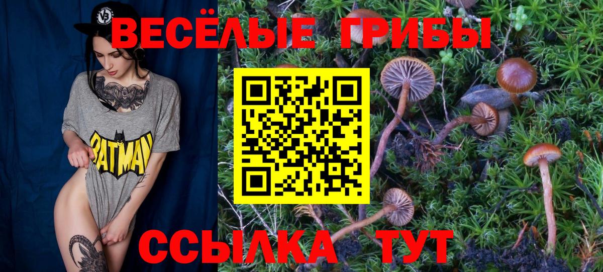 купить  сайты  Вход с VPN  Новодвинск  Галлюциногенные грибы Psilocybe 
